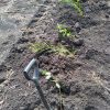 Warwick Solar Farm Vegetative Buffer Tree Planting (2)